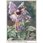 Heliotrope Flower Fairy Fantasy Art by Cicely Mary Barker