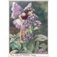Heliotrope Flower Fairy Fantasy Art by Cicely Mary Barker