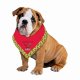 Bandanna Dog Christmas Costume Large