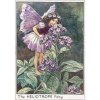 Heliotrope Flower Fairy Fantasy Art by Cicely Mary Barker