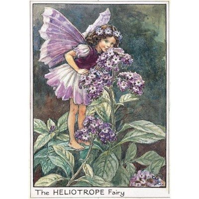 Heliotrope Flower Fairy Fantasy Art by Cicely Mary Barker
