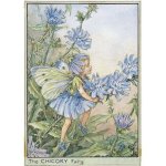 Chicory Flower Fairy Fantasy Art by Cicely Mary Barker