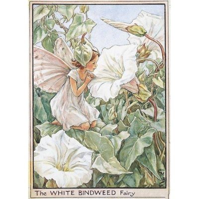 White Bindweed Flower Fairy Fantasy Art by Cicely Mary Barker