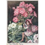 Phlox Flower Fairy Fantasy Art by Cicely Mary Barker