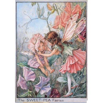 Sweet Pea Flower Fairy Fantasy Art by Cicely Mary Barker