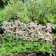 Birch Wood Fence Fairy Garden Figurine
