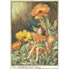 Marigold Flower Fairy Fantasy Art by Cicely Mary Barker