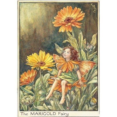 Marigold Flower Fairy Fantasy Art by Cicely Mary Barker