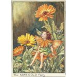 Marigold Flower Fairy Fantasy Art by Cicely Mary Barker