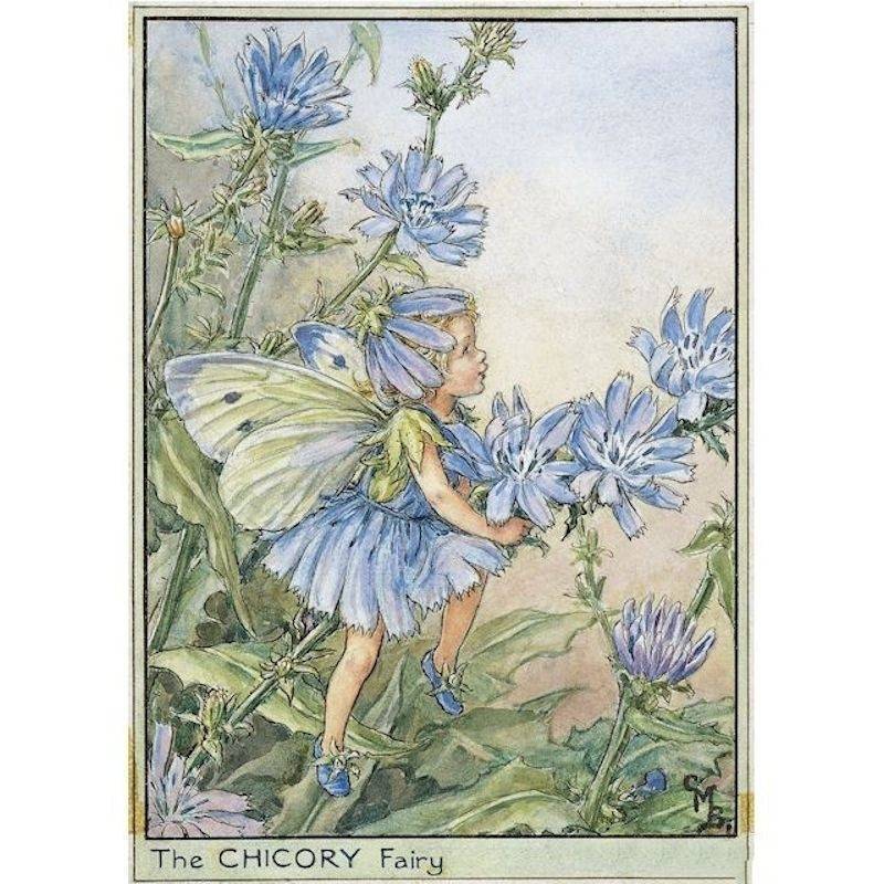 Chicory Flower Fairy Fantasy Art by Cicely Mary Barker